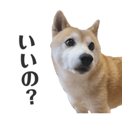[LINEスタンプ] わが家の柴わんこ8.
