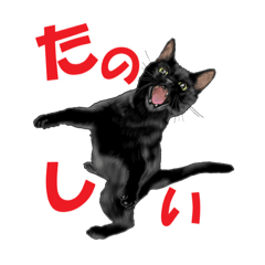 [LINEスタンプ] 黒猫オレオくんリアルイラストスタンプ①