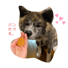 [LINEスタンプ] 秋田犬のはじめくん。