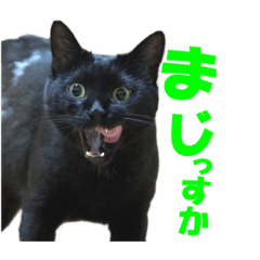 [LINEスタンプ] 表情ゆたかな黒猫くん