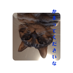 [LINEスタンプ] かまってほしい真顔ねこ