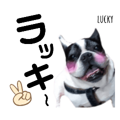 [LINEスタンプ] おおつかさんちのラッキー