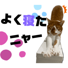 [LINEスタンプ] ちゃたスタンプ No.2