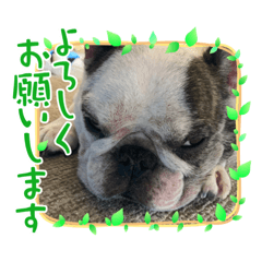 [LINEスタンプ] アレク犬のスタンプ2021夏