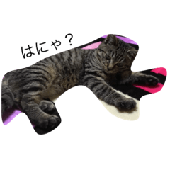 [LINEスタンプ] 可愛いこねこねねこのちょこ