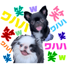 [LINEスタンプ] 狆＆狆チワ兄妹の使えるスタンプ2