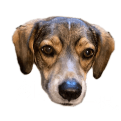 [LINEスタンプ] ジョン様その5