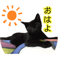 [LINEスタンプ] 我が家の猫。にゃんしろくろみーちび