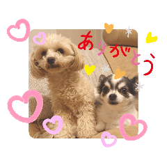 [LINEスタンプ] 毎日ワンコ ⑤