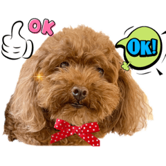 [LINEスタンプ] リードちゃんトイプードル