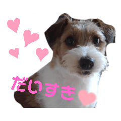 [LINEスタンプ] ジャックラッセル！元気なてっちゃん❤️