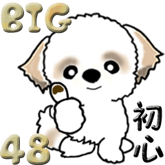 [LINEスタンプ] 【Big】シーズー48『初心に戻って』の画像（メイン）