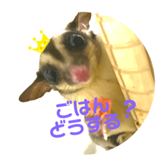 [LINEスタンプ] フクロモモンガのくろまめ☆☆3