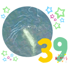 [LINEスタンプ] 海。空撮スタンプ⑤