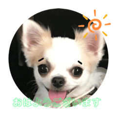 [LINEスタンプ] 私の犬( ˘ω˘ )