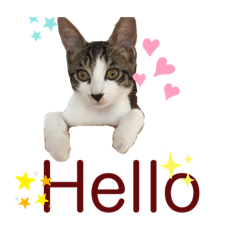 [LINEスタンプ] ハチワレにゃんこのつぶやき