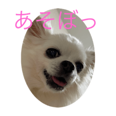 [LINEスタンプ] 本当は喋れるぽっけ