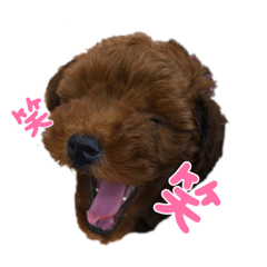 [LINEスタンプ] トイプードルミントくん