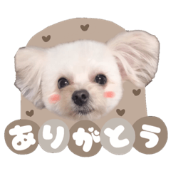 [LINEスタンプ] もちゃすた