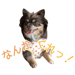 [LINEスタンプ] 男気！ちわわん