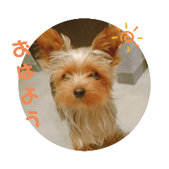 [LINEスタンプ] ヨーキーラフラの日常2