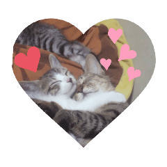 [LINEスタンプ] ネコネコ缶