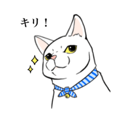 [LINEスタンプ] 猫好きによるLINEスタンプ