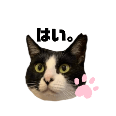 [LINEスタンプ] ちこの家族とおまけ