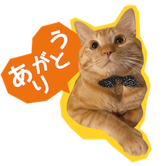 [LINEスタンプ] 茶トラ「ダイス」-03