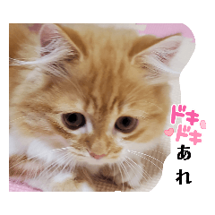 [LINEスタンプ] ミヌエットのむぎちゃん1歳