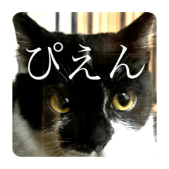 [LINEスタンプ] のらねこのご挨拶スタンプ