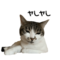 [LINEスタンプ] 喜怒哀楽が激しい餅猫スタンプ
