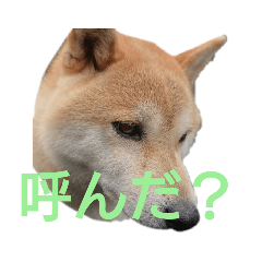 [LINEスタンプ] 家犬の神まる