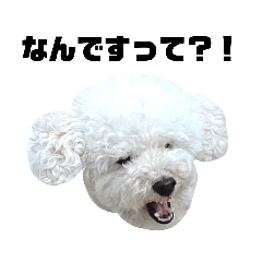 [LINEスタンプ] しろいプードル まろすけ