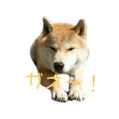 [LINEスタンプ] 家犬の神まると仲間達