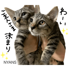 [LINEスタンプ] 動物愛護団体NYANS〜HAPLL①