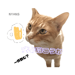 [LINEスタンプ] NPO法人動物愛護団体NYANS
