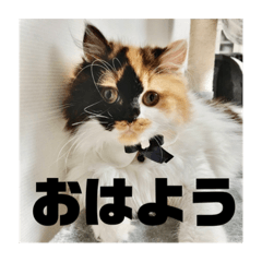 [LINEスタンプ] パルムちゃんと一緒