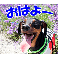 [LINEスタンプ] ミニピンスタンプ2021 お返事編