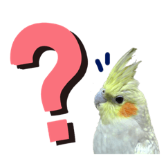 [LINEスタンプ] オカメインコ3兄弟 日常スタンプ