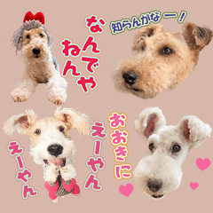 [LINEスタンプ] はっぴーテリアの関西弁スタンプやで♥