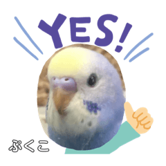 [LINEスタンプ] インコぷくこのスタンプ