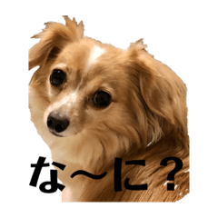 [LINEスタンプ] チワックスのはなちゃん