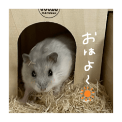 [LINEスタンプ] ぴーちゃんだお