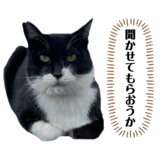 [LINEスタンプ] アロー猫