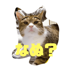 [LINEスタンプ] 姉ちゃん家のにゃんた