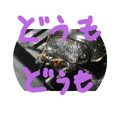 [LINEスタンプ] しょうたの虫のスタンプ