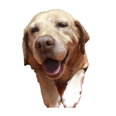 [LINEスタンプ] hase__zoo2