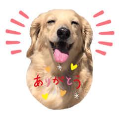 [LINEスタンプ] ミニチュアダックス・スタンプ②