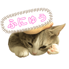 [LINEスタンプ] 顔と鳴きで語るあお